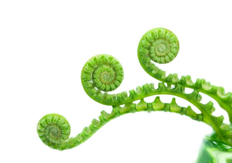 Restaurant Vegetables Supplier