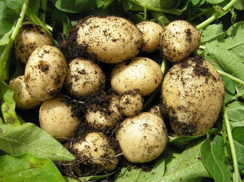 spring Vegetables 4
