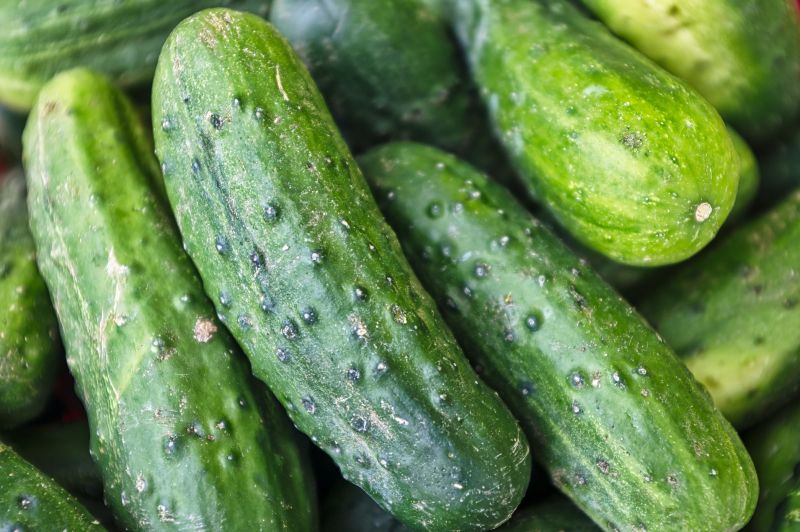 cucumber pickle types