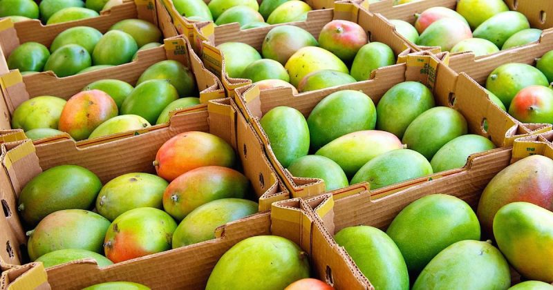 Popular Mango Varieties & Availability