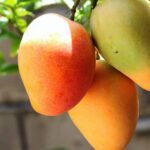 Mango in New York – A Chef’s Ultimate Guide to the King