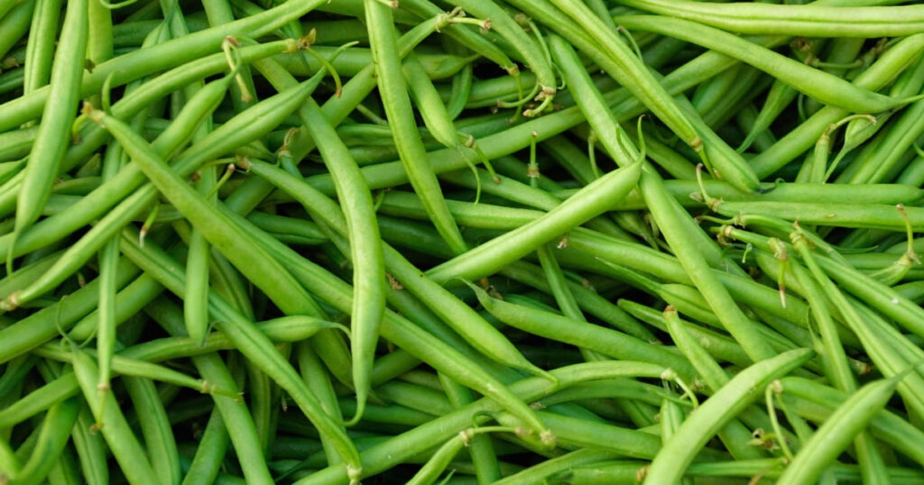 Green beans summer vegetables guide