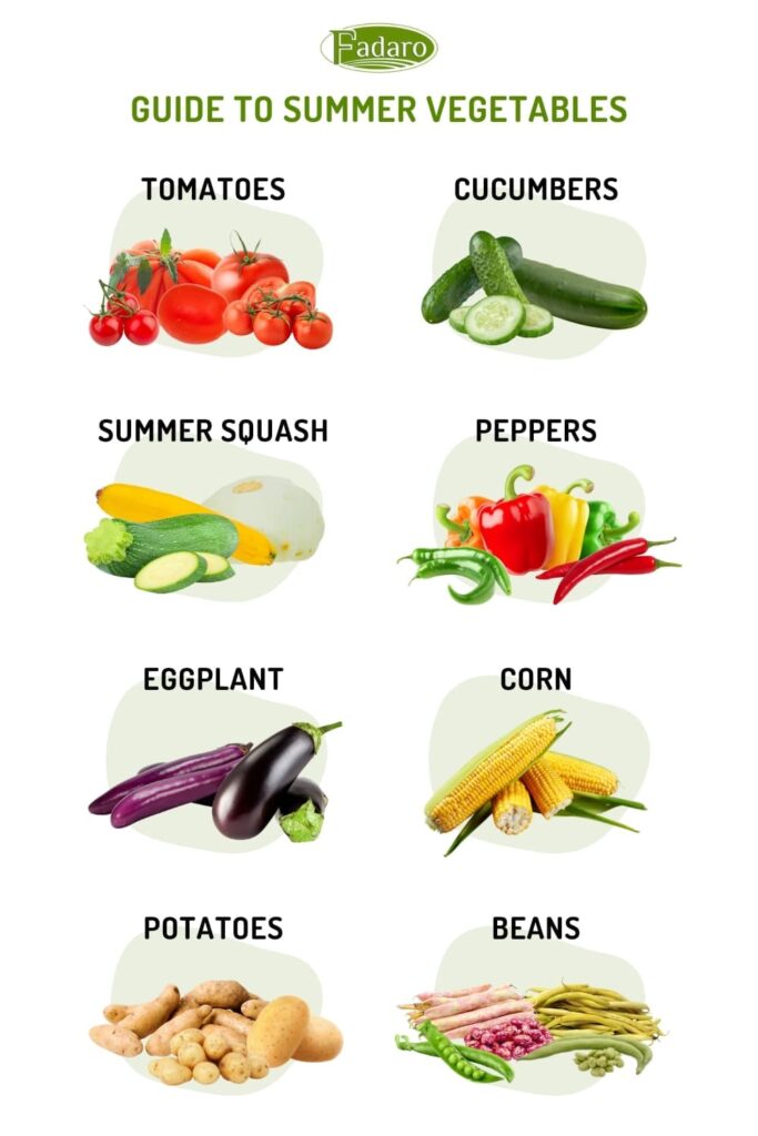 Guide to summer vegetables