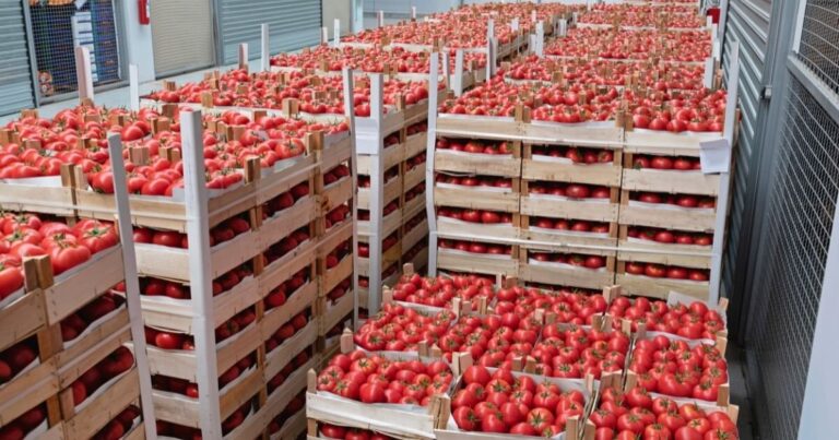 bulk tomatoes
