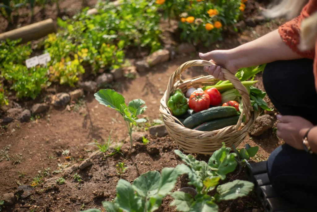 Vegetale Garden
