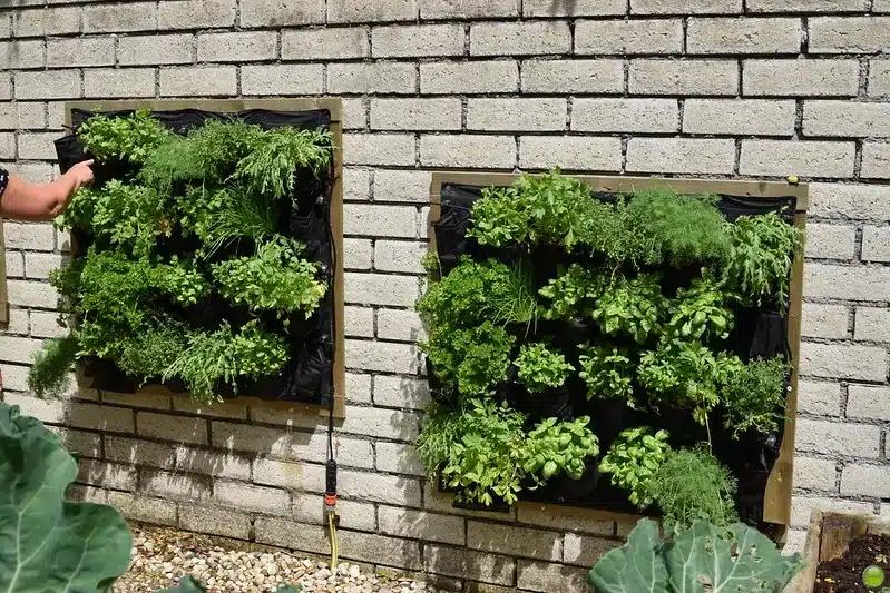 Wall Vegetable Garden