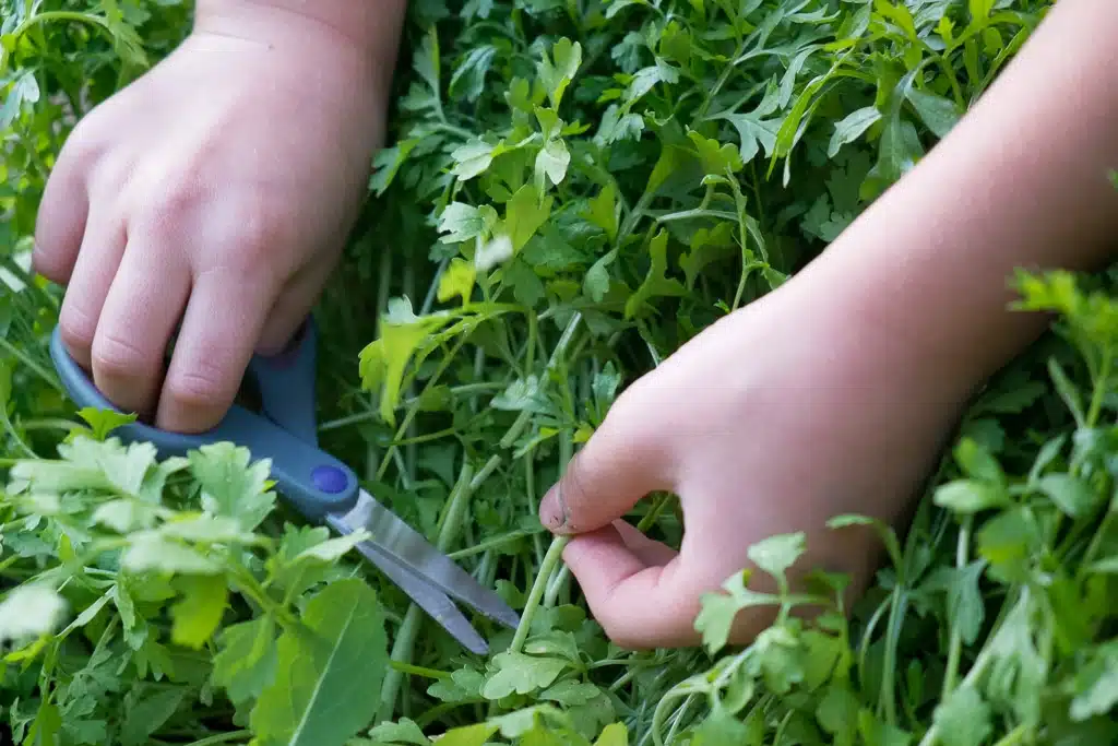 pulling weeds