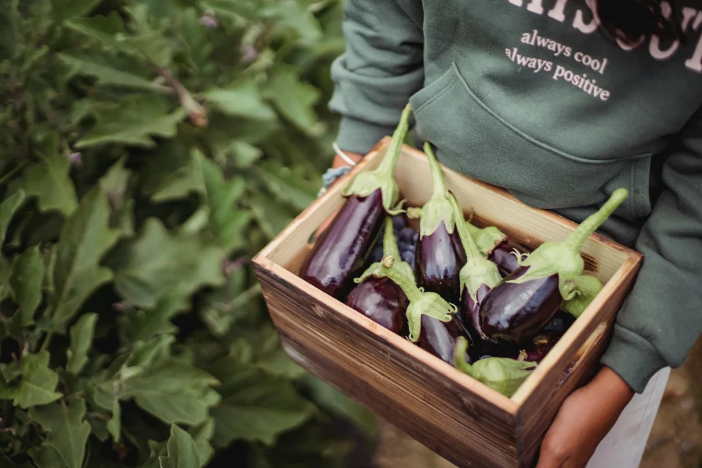 harvest vegetables
