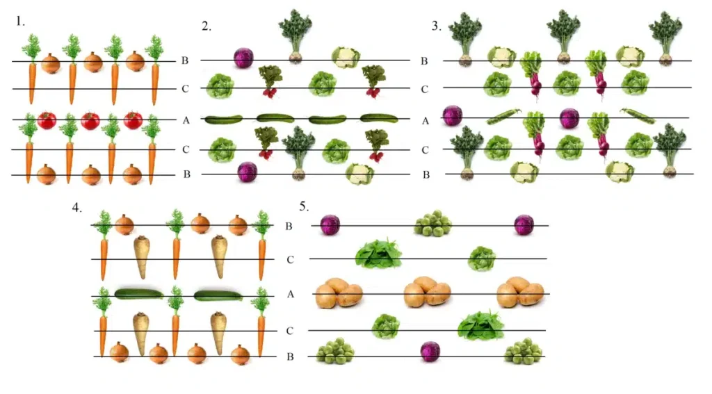 image 11 vegetable garden plan 1