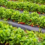 How to Start a Vegetable Garden​ in the Bronx