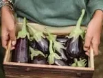 Fresh Eggplant from Fadaro Foods