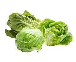 Iceberg Green Leaf Romaine Lettuce
